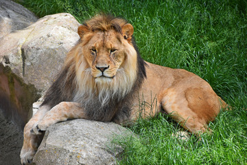 Obraz premium Full length portrait of lion resting in grass