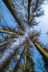 tree trunk texture wall in forest with rhythm pattern