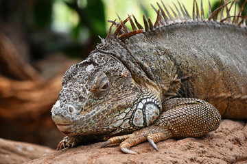 Close up portrait of green iguana resting on rocks
