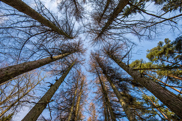 tree trunk texture wall in forest with rhythm pattern