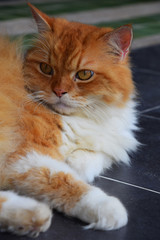 Close up portrait of red ginger domestic cat