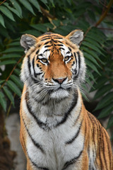 Fototapeta na wymiar Close up portrait of Siberian Amur tiger