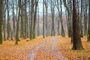 Fototapeta premium Dry leaves on the road in the autumn forest_