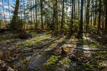 tree trunk texture wall in forest with rhythm pattern