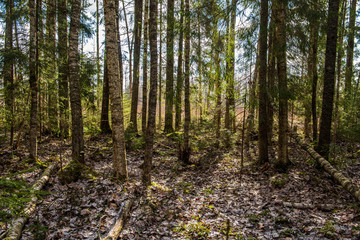 tree trunk texture wall in forest with rhythm pattern