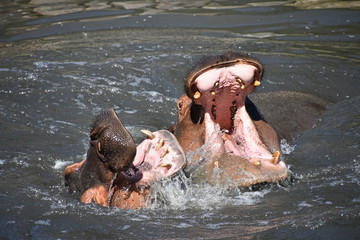 Couple of hippos swim and play in water