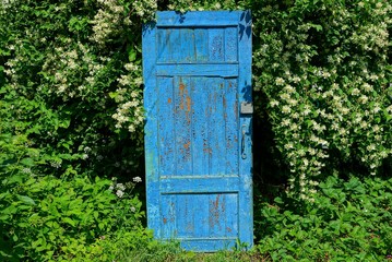 an old blue wooden door stands in green vegetation and white flowers on the branches of a jasmine bush