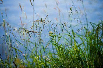 green grass pattern with blur background. summer texture
