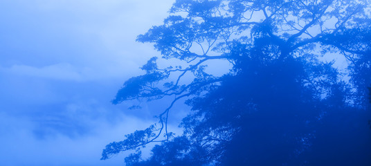 Large banyan tree in blue misty.