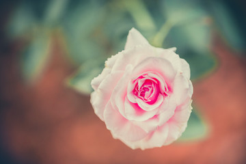 Beautiful pink rose taken at its best moments when its blossom is full.