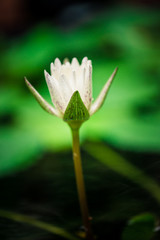 Fresh white lotus flower.Close up beautiful Pollen and Petals of purple lotus flower blooming in the garden.
