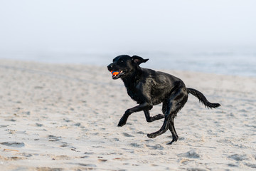 Obraz na płótnie Canvas schwarzer labrador retriever am hunde strand springt mit Meer im hintergrund bei sonnenuntergang auf sylt