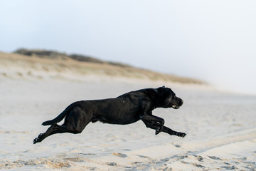 schwarzer labrador retriever am hunde strand springt mit einer d&uuml;ne im hintergrund bei sonnenuntergang auf sylt