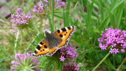 LD Belle Isle en Terre P1040219