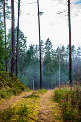 tree trunk texture wall in forest with rhythm pattern