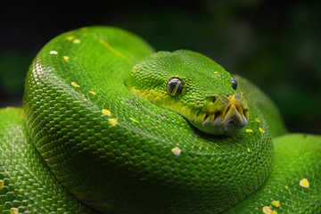 Green tree python (Morelia viridis) close up