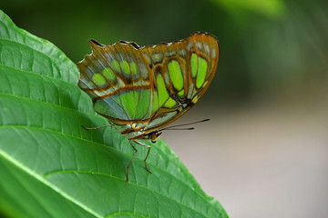Green and brown tropical butterfly on leaf