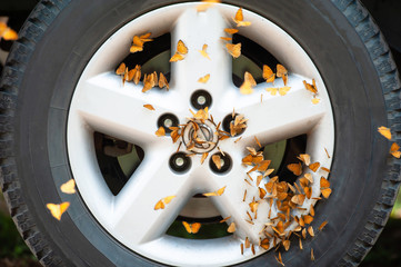 Swarms of Small Leopard Butterflies feeding on alloy rim.