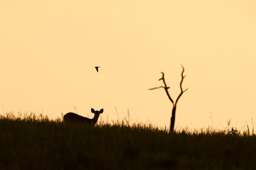 A female Hog deer and swallow in the grassland at sunset.