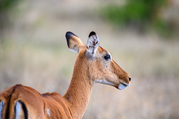 impala in africa