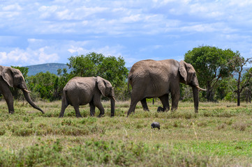 Fototapeta na wymiar elephant calf