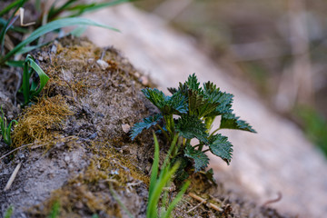 first spring green leaves of grass blooming from naked empty ground