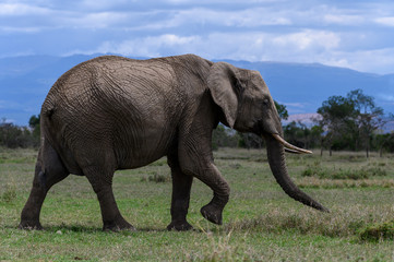 Obraz premium elephant