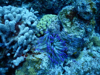 Purple Anenome