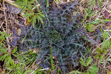 first spring green leaves of grass blooming from naked empty ground