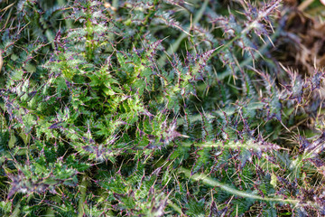 first spring green leaves of grass blooming from naked empty ground