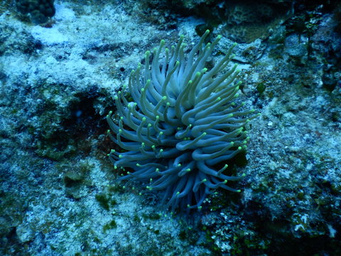 Anenome Bilder Durchsuchen 748 Archivfotos, und Videos