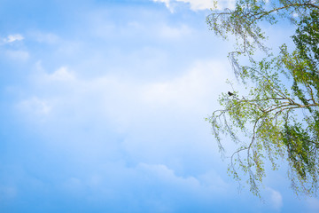 Blackbird Song at Wide Sky / Little black bird sitting high up on birch tree branch in springtime, blue cloudy sky background (copy space)