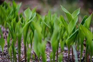 first spring green leaves of grass blooming from naked empty ground