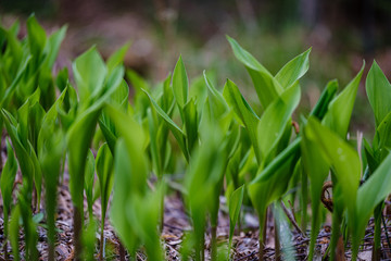 first spring green leaves of grass blooming from naked empty ground