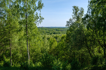green countryside scenery with green meadows and trees in summer
