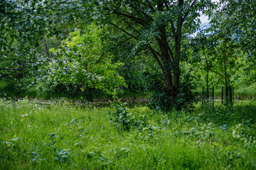 green countryside scenery with green meadows and trees in summer