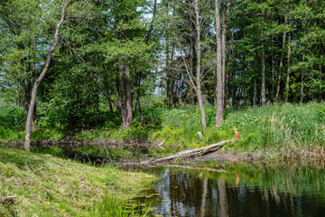 river in summer green shores with tree reflections in water