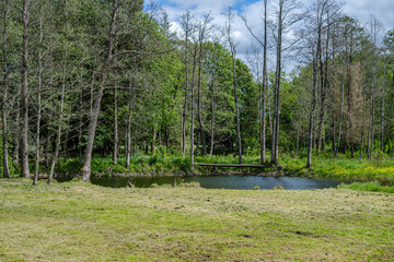 green countryside scenery with green meadows and trees in summer