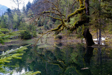 Ein Morgen in unberührter Moorlandschaft
