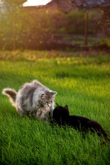 Obraz premium domestic cats at spring sunset