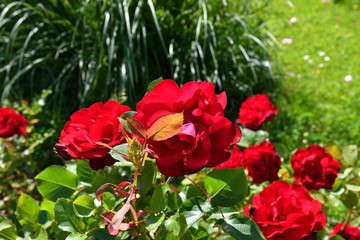 red rose in garden