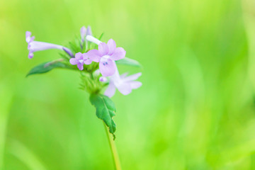 Blooming orchid colour flowers in springtime.