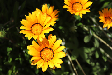 It is a small grassland plant with yellow disc and white lights.