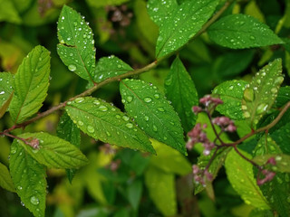 After the rain water drops on the fresh green leaves