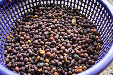 Basket of Coffee Beans (Berries) Dried with the Fruit On in Guatemala