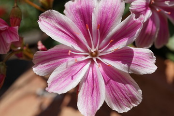 Pink flowerr