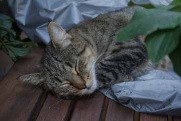 Beautiful domestic cat is sleeping on a garden table against a background of green plants and dust...
