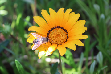 It is a small grassland plant with yellow disc and white lights.