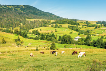 Fototapeta na wymiar cattle grazing meadow in mountains. rural fields and village on the hill in the distance. wonderful summer morning of ukrainian carpathian countryside. fine weather with clear blue sky
