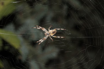 Spider preparing to eat his prey caught in his net